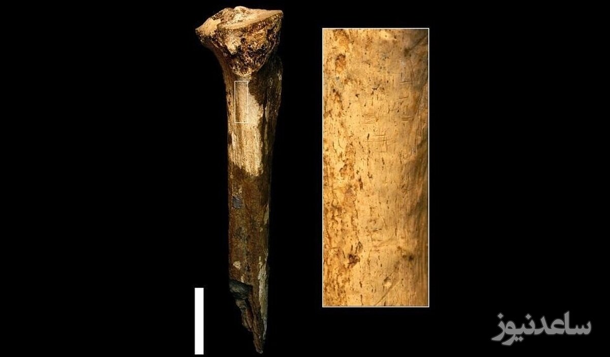 اجداد انسان‌ها 1.5 میلیون سال پیش همدیگر را قصابی می‌کردند و می‌خوردند