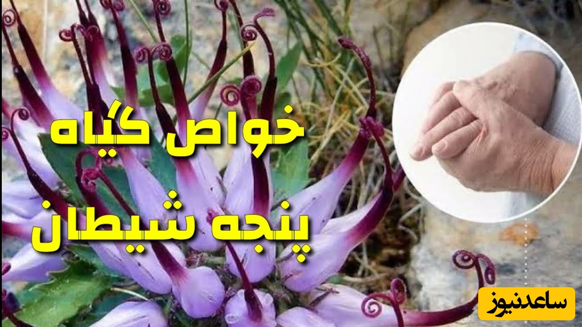 قبل از مصرف گیاه پنجه شیطان این نکات را بدانید