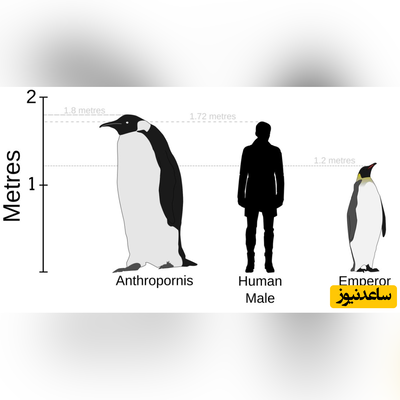 پنگوئن غول‌پیکر 160 کیلویی که دست کم 2 متر قد دارد+عکس