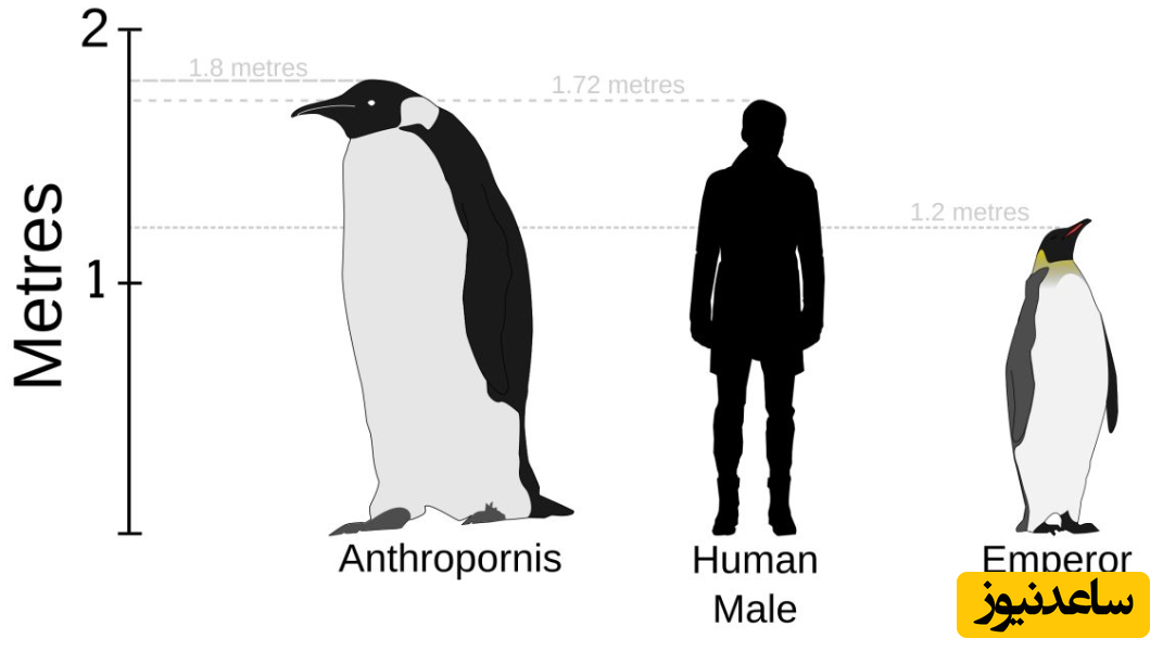 پنگوئن غول‌پیکر 160 کیلویی که دست کم 2 متر قد دارد+عکس