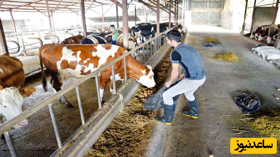 خلاقیت خنده‌دار دامدار ایرانی برای افزایش شیر گاوهایش جهانی شد؛ انگار عروسی یکی از گاوهاست😂+ویدیو