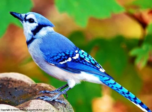 (ویدیو) رونمایی از خوش‌آوازترین پرندگان زیبا و خوشرنگ جهان با حنجره‌های رویایی❤