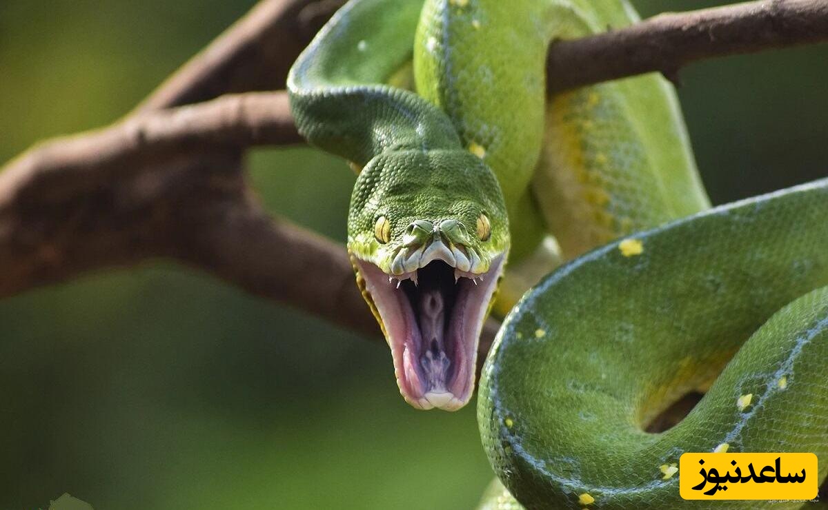 روش عجیب و بامزه مار پیتون در بالا رفتن از درخت!/چه حرکات خفنی هم میزنه😳 +ویدئو