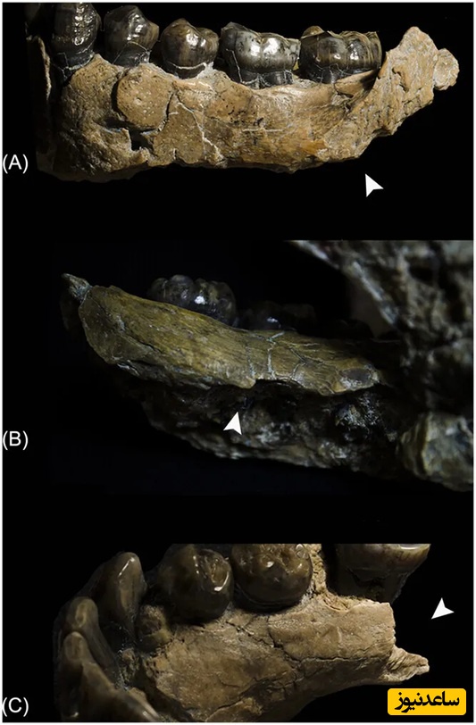 نمای نزدیک‌تر از فک پایین فرد نوجوان Homo habilis که شواهدی از شکار شدن او توسط یک پلنگ را نشان می‌دهد.