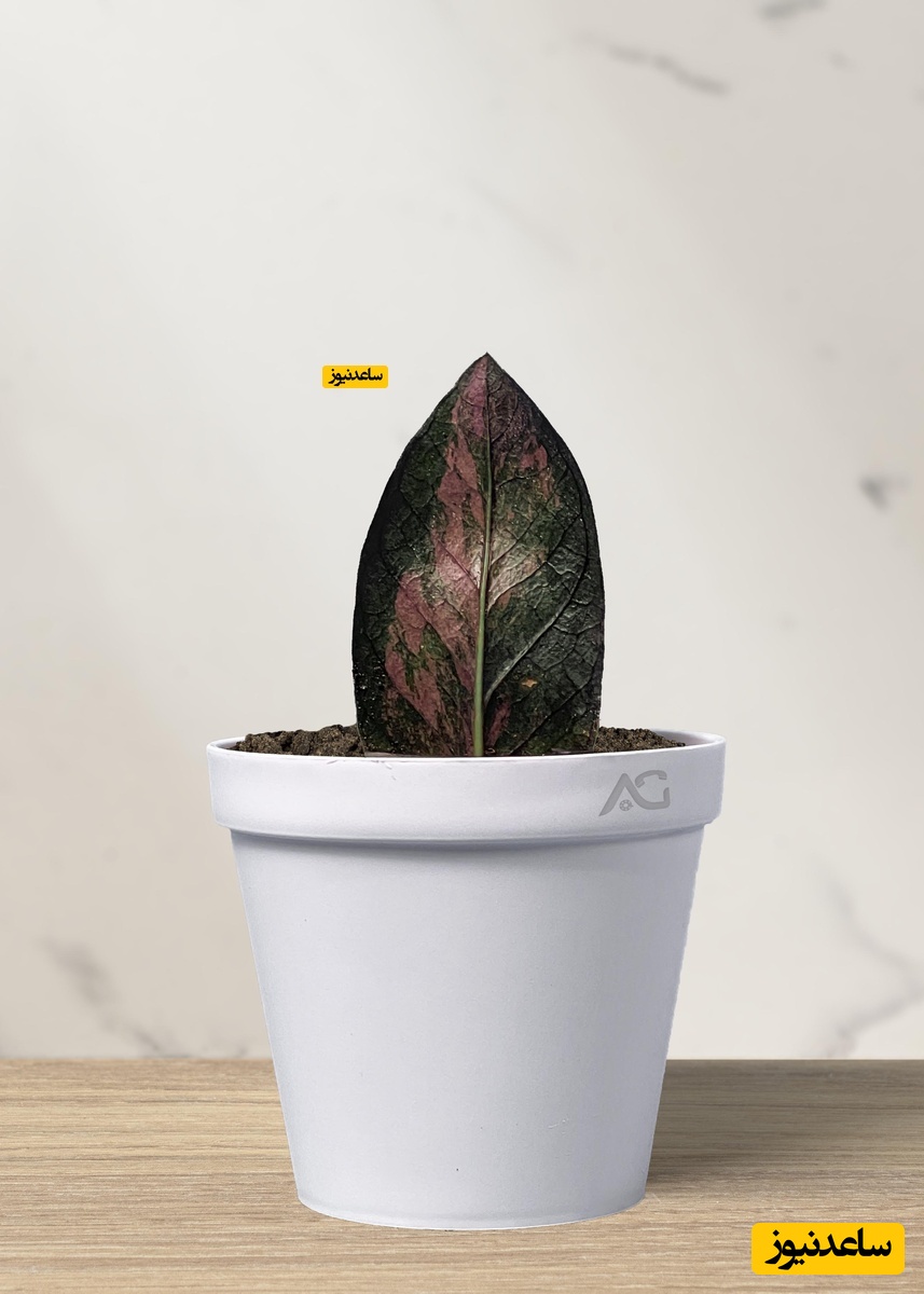 زاموفیلیا شرابی الوگل