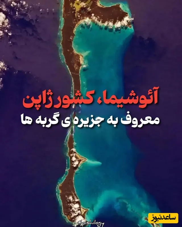 سفر به جزیره گربه‌های پیر؛ اینجا گربه‌ها فرمانروایی می‌کنند + عکس