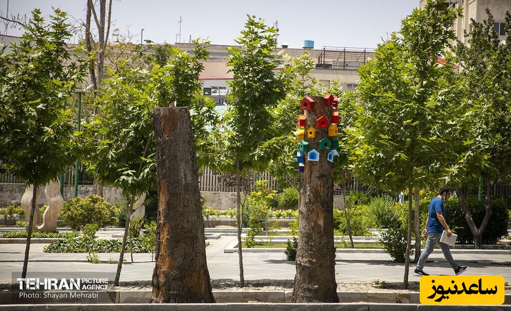 خلاقیت شهرداری برای تغییر نمای درختان خشکیده در سطح شهر+عکس