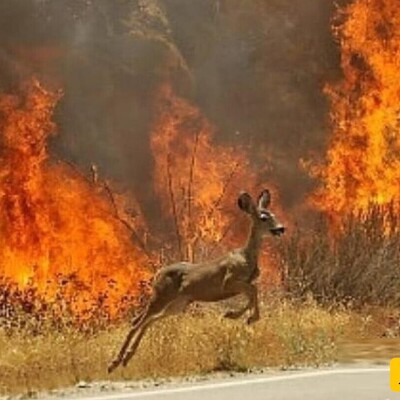 ویدئوی جگر سوز از آتش سوزی در زاگرس و ضجه ها زجرآور حیواناتی که توله هایشان در آتش سوختند/ چه قیامتی به پا کردن!