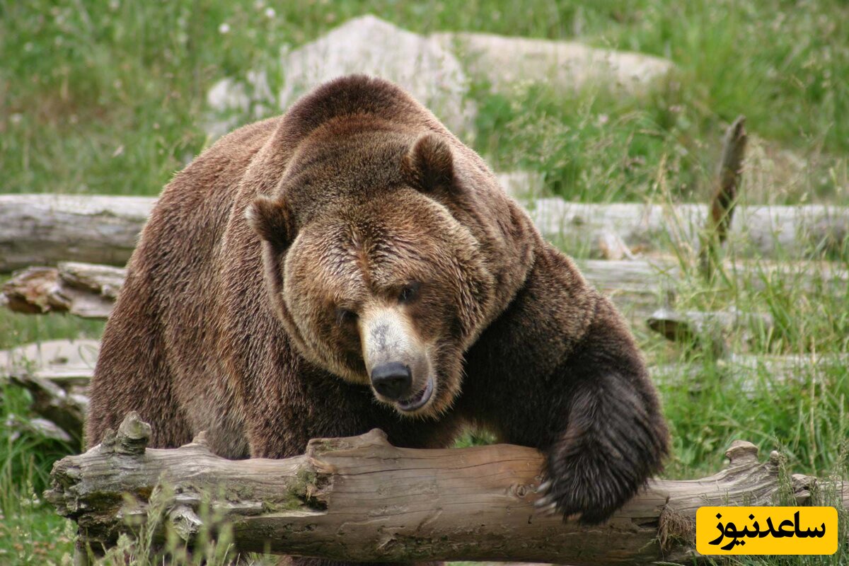 حمله هولناک خرس به یک شکارچی از فاصله نزدیک +فیلم