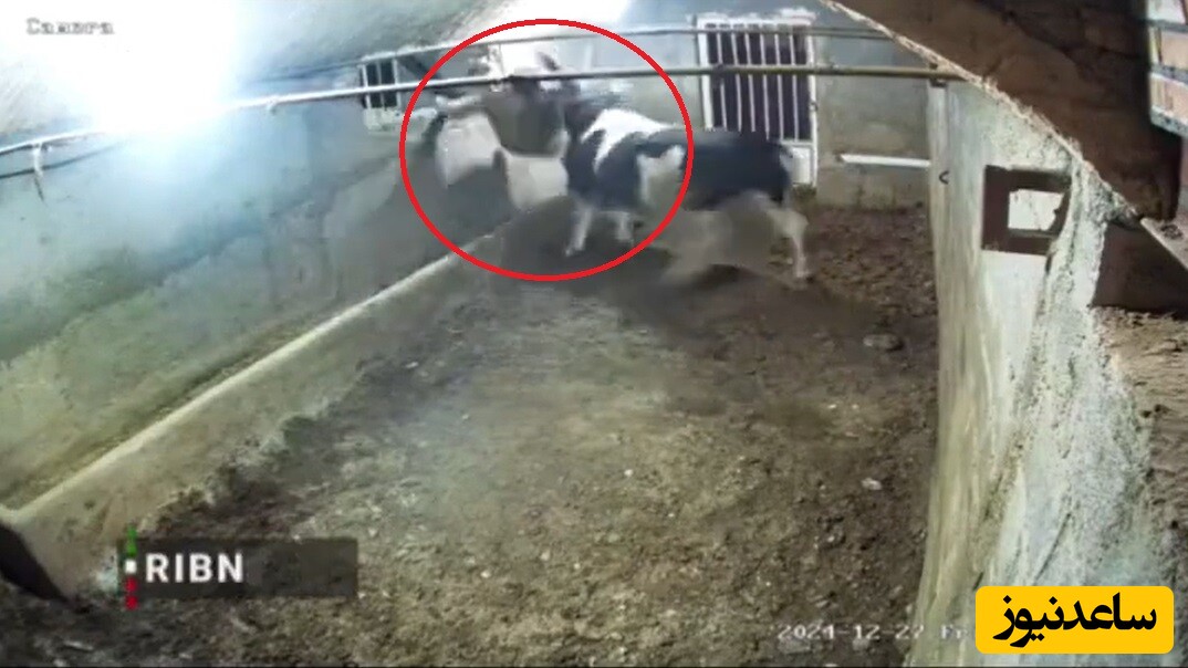 بلایی که گاو خشمگین بر سر کارگر تنها در طویله آورد! 😱/ افراد با ناراحتی قلبی نبینند!