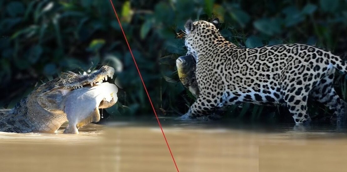 (ویدئو) تمساح کایمن برای جگوار یک ماهی شکار کرد!