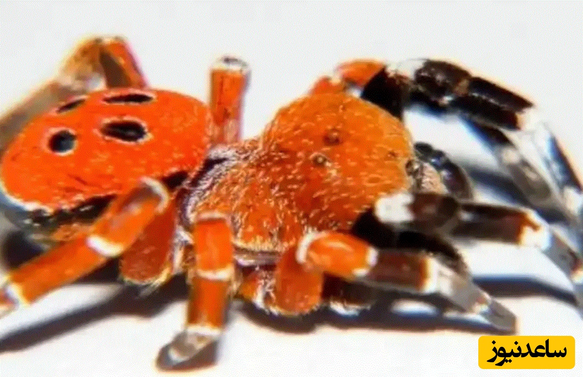 ببینید| کشف عنکبوت عجیبی که مثل یاقوت می‌درخشد!