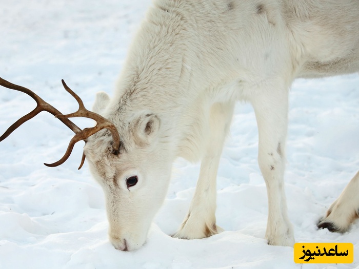 (ویدیو) ماجراجویی گوزن‌های سفید/ سفر یک خانواده به دل طبیعت بکر