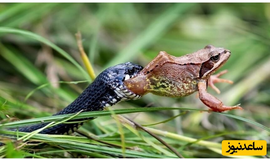 (ویدئو) مستند حیات وحش / نبرد نفسگیر مار آبی با قورباغه برکه ای سیاه خالدار