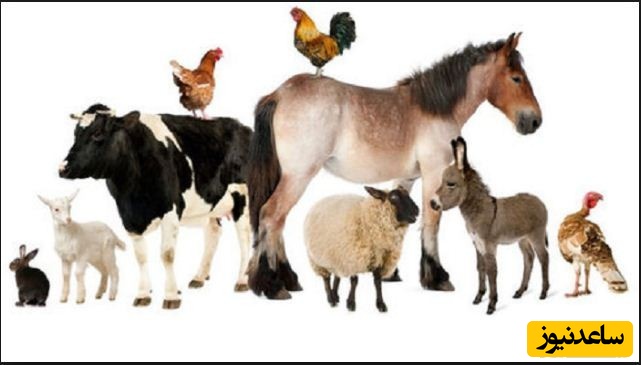 منابع دروس آزمون رشته علوم دامی و ضرایب آن در مقطع دکتری