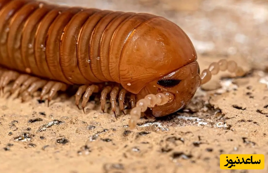 کشف فسیل 326 میلیون سالۀ یک «هزارپا» که هم‌اندازۀ یک «خودرو» بوده است/ غولی که در گذر زمان گم شد