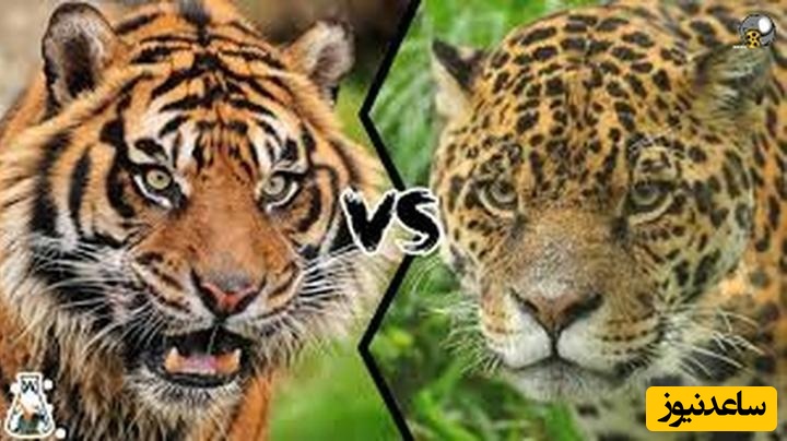 نبرد حیوانات| حیات وحش/ نبرد نفسگیر پلنگ با ببر