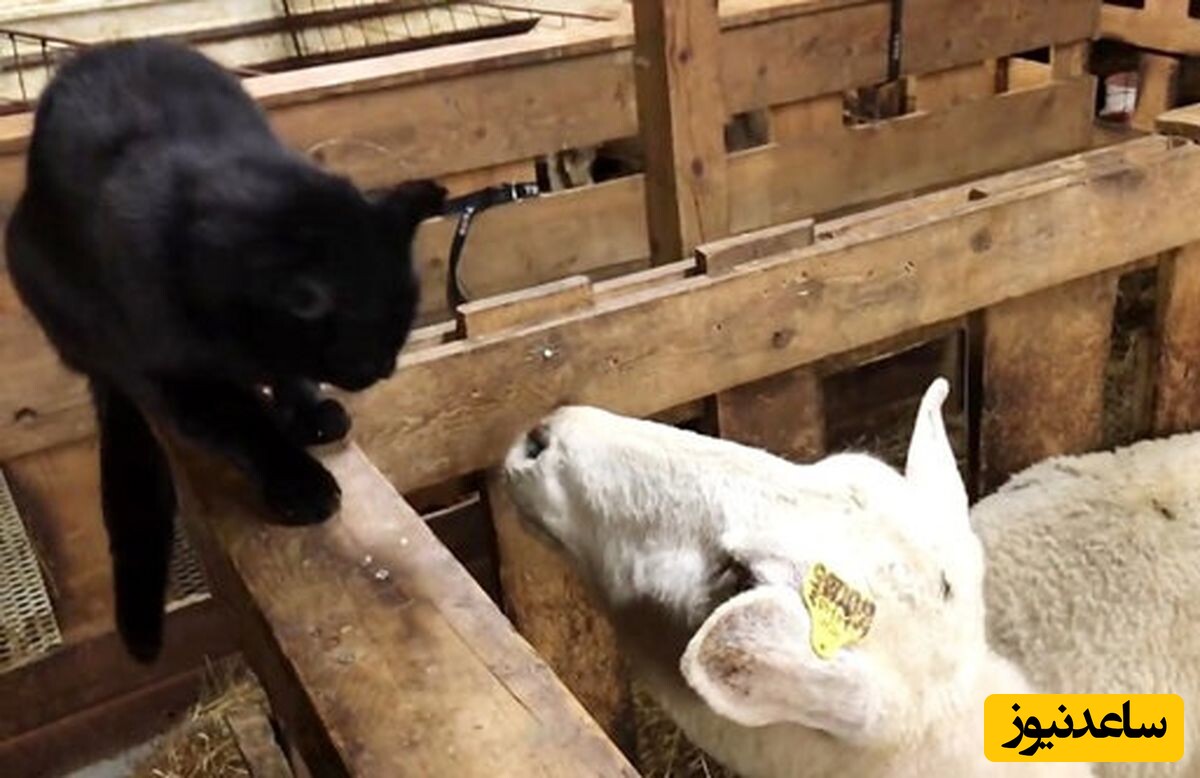 (ویدئو) خنده‌دارترین شوخی گوسفند با گربه‌ خانگی عصبی