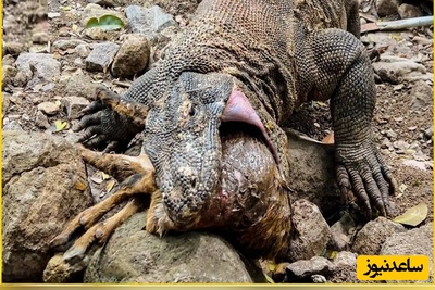 (ویدئو) مستند حیات‌وحش حیوانات؛ ماجرای امروز: گزار وحشی در دام اژدهای کومودورو