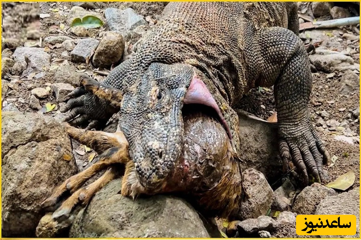 (ویدئو) مستند حیات‌وحش حیوانات؛ ماجرای امروز: گزار وحشی در دام اژدهای کومودورو