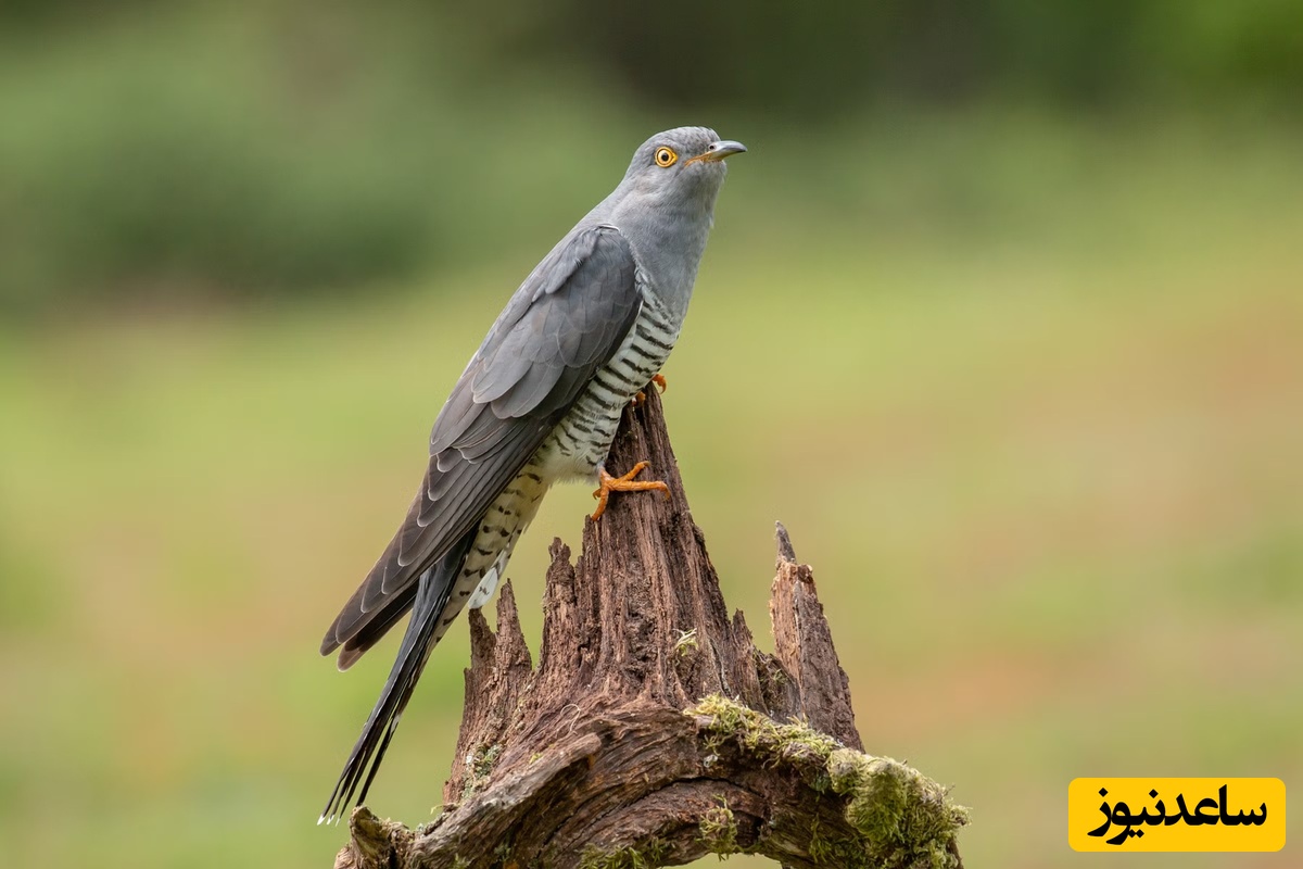 کوکوی معمولی