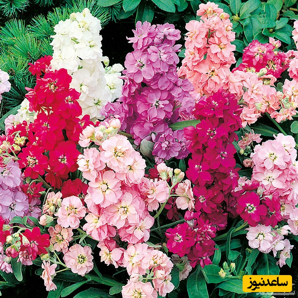 دیدن شب بو در خواب چه تعبیری دارد؟ / تعبیر خواب شب بو