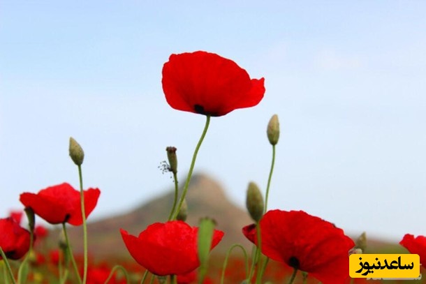 دیدن شقایق در خواب چه تعبیری دارد؟/ تعبیر خواب شقایق