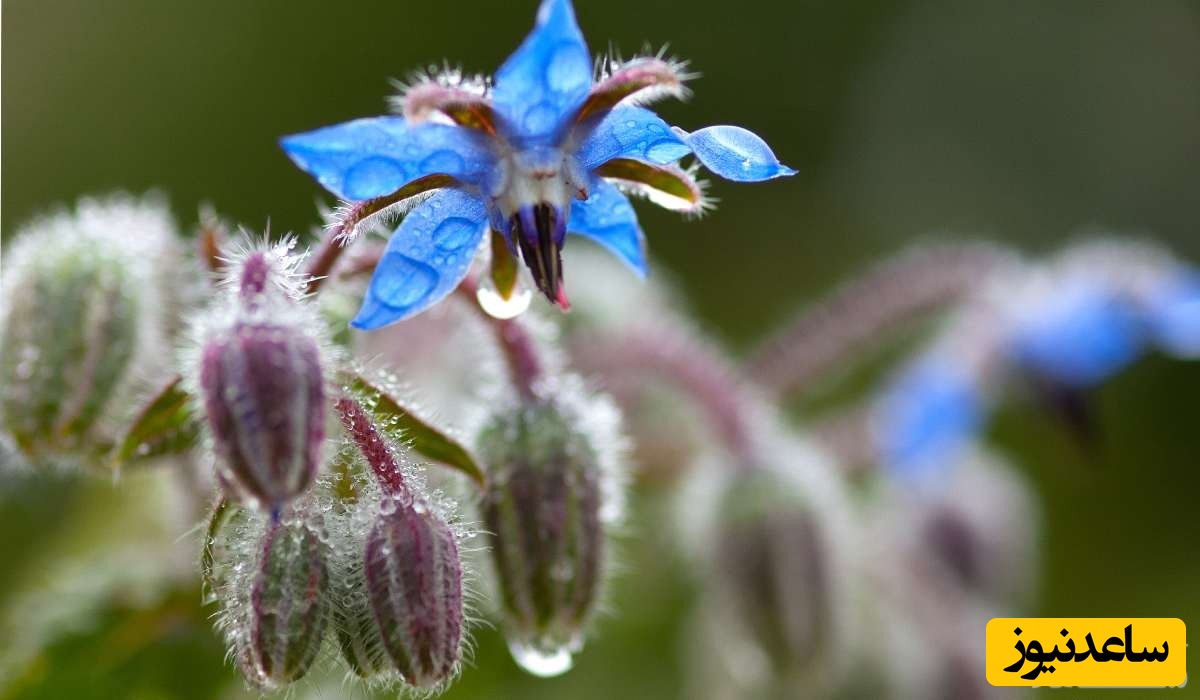 گل گاو زبان