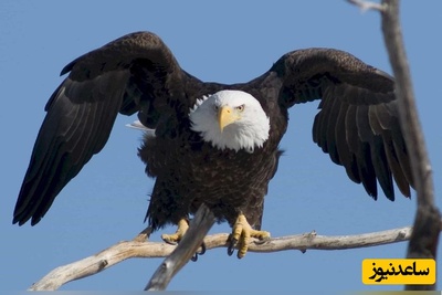 (ویدئو) عاشقانه‌ترین خودکشی طبیعت؛ وقتی عقاب‌ها برای جفتشان جان می‌دهند!