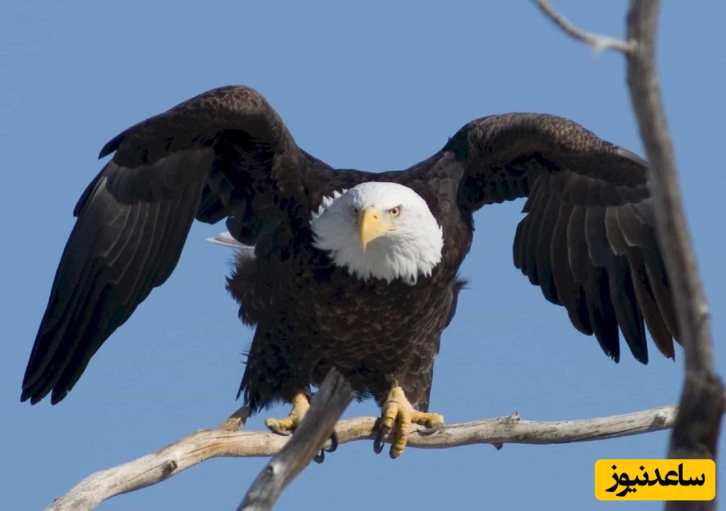 (ویدئو) عاشقانه‌ترین خودکشی طبیعت؛ وقتی عقاب‌ها برای جفتشان جان می‌دهند!
