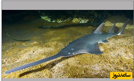 ببینید| اره ماهی دراز دندان؛ ماهی شگفت انگیزی که اره ای برای شکار دارد!