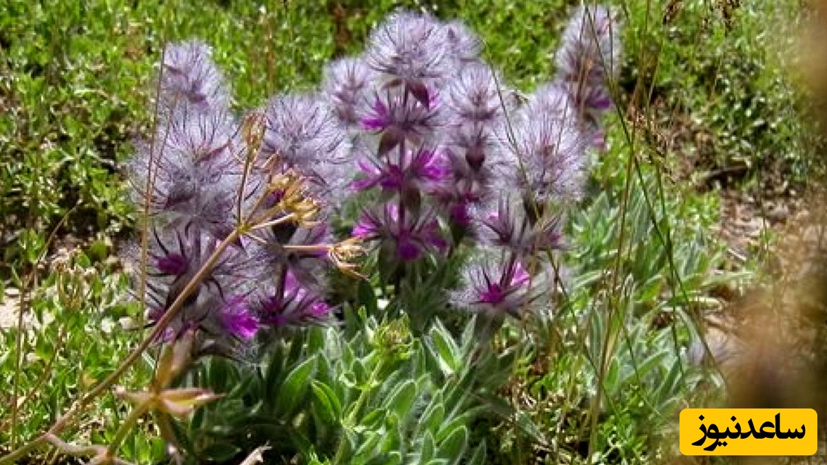 چای کوهی توکلوجه