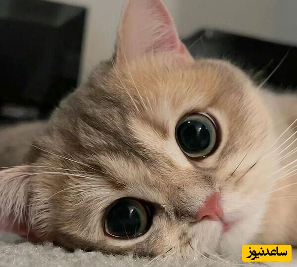 تعبیر خواب گربه