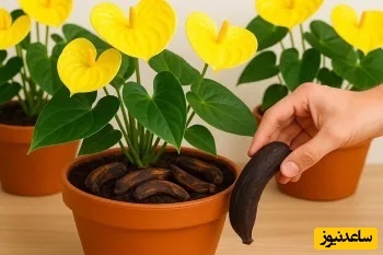 روشی ساده و طبیعی برای گل‌دهی گیاهان با پوست موز| با ما خانه‌ای سرشار از طراوت بسازید!+ ویدیو