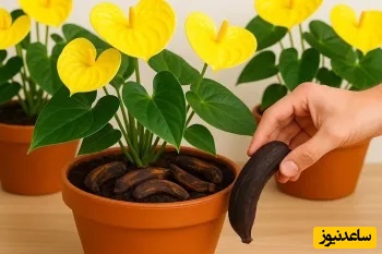 روشی ساده و طبیعی برای گل‌دهی گیاهان با پوست موز| با ما خانه‌ای سرشار از طراوت بسازید!+ ویدیو