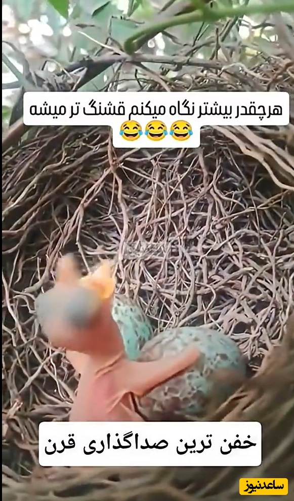 فیلم/خلاقیت خنده دار هنرمند ایرانی در صداگذاری رو از دست نده/ من یکی 10 بار دیدم 20 بار خندیم بهش😂 بیخود نبوده میگفتن هنر نزد ایرانیان است و بس