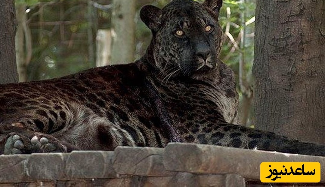 «جگلایِن»؛ جانور دورگه‌ای که نباید وجود داشته باشد