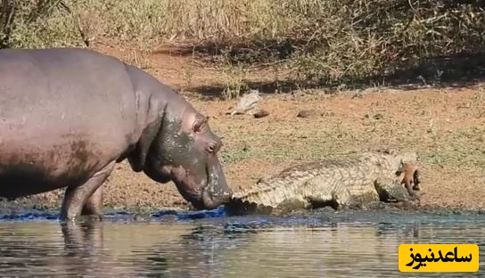 آفتاب پرست شجاع بدون تغییر رنگ از دست پلنگ فرار کرد! +فیلم