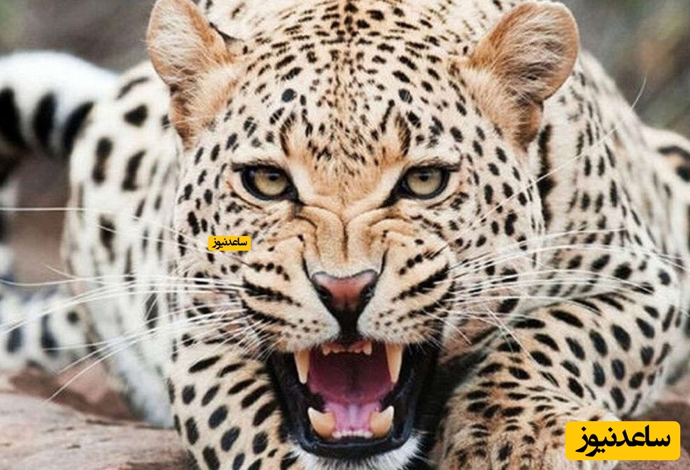 نجات پلنگ زخمی با کمک اهالی خوب یک روستا + فیلم