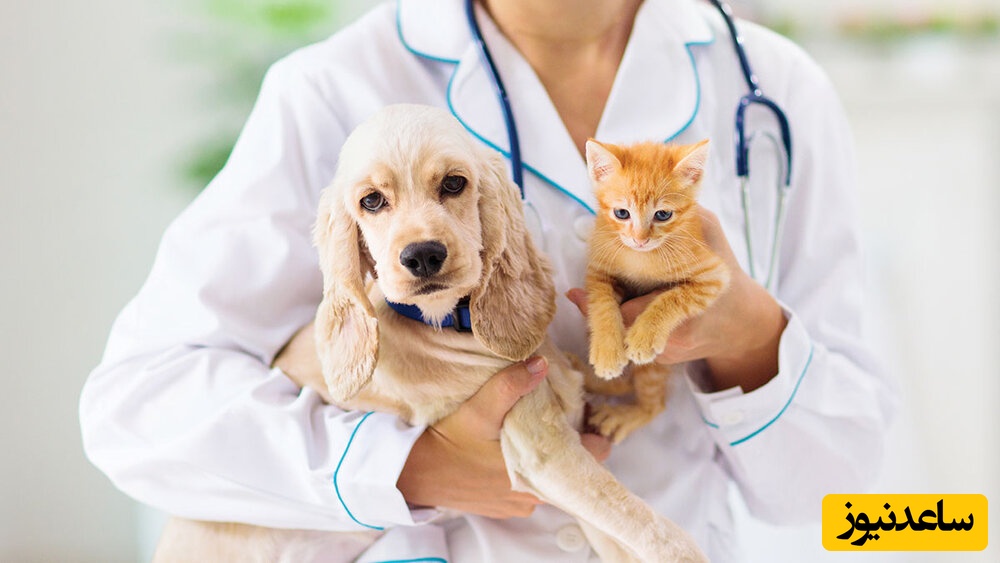 دانلود رایگان نمونه سوالات کنکور کارشناسی ارشد رشته ایمنی‌شناسی دامپزشکی سال 1397