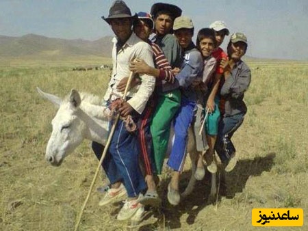 خلاقیت خنده‌دار چوپان ایرانی در حمل بار با اُلاغ حماسه نیست پس چیه؟/ بیچاره ضربه مغزی شد😂