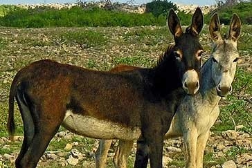 دیدن خر در خواب چه تعبیری دارد؟ / تعبیر خواب خر