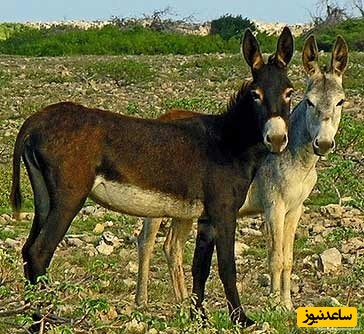 دیدن خر در خواب چه تعبیری دارد؟ / تعبیر خواب خر