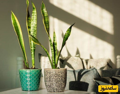 معرفی گیاه سانسوریا