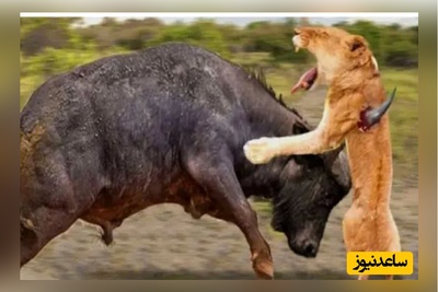 (ویدئو) مستند حیات وحش حیوانات/ تلاش حیرت انگیر «بوفالو» برای فرار از دست شیرها!