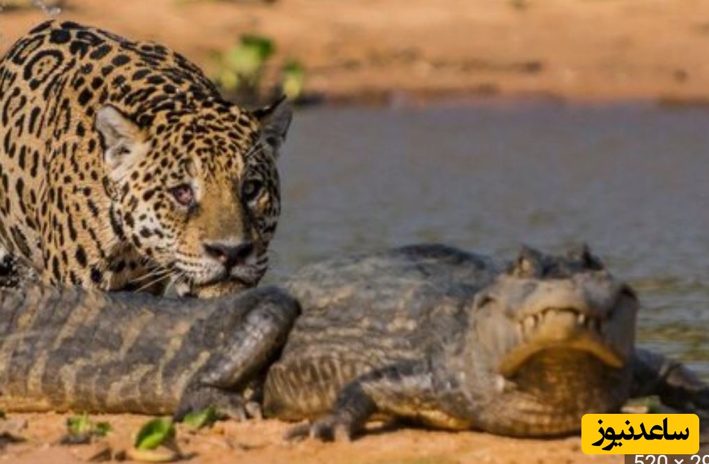 (ویدئو) حیات وحش ؛ مستند حیات وحش حیوانات /  پلنگ بی‌باک؛ دزدی مرگبار از میان آرواره‌های تمساح!