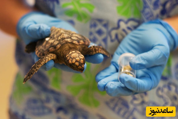 زیست‌شناسی جانوری چیست؟