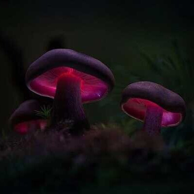 کشف حیرت انگیز خطرناک ترین قارچ دنیا که شبیه به مغز انسان است/ اصلاً گول این ظاهر زیبا و گوگولی رو نخورید+عکس