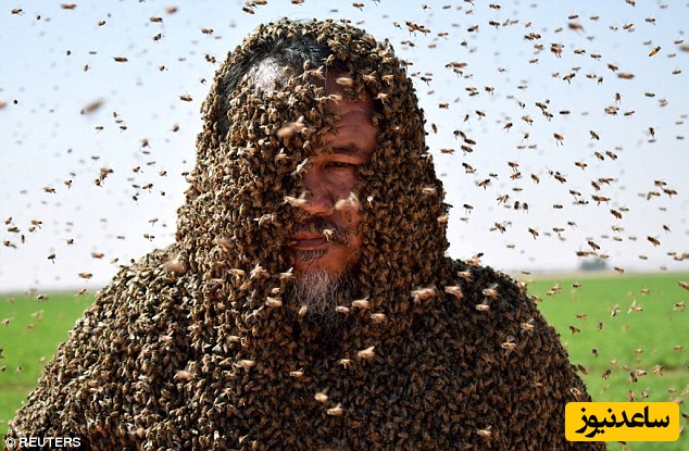 خلاقیت مشاغل؛ ایده خنده‌دار و البته وحشتناک زنبوردار نترس در حمل کندوی زنبورعسل با ماشینش+عکس/ ان شالله که سالم به مقصد میرسی😂