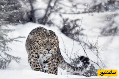 نبرد برای بقا در «بام دنیا»؛ لحظه نفس‌گیر شکار ناموفق پلنگ برفی در ارتفاعات هیمالیا! + ویدیو